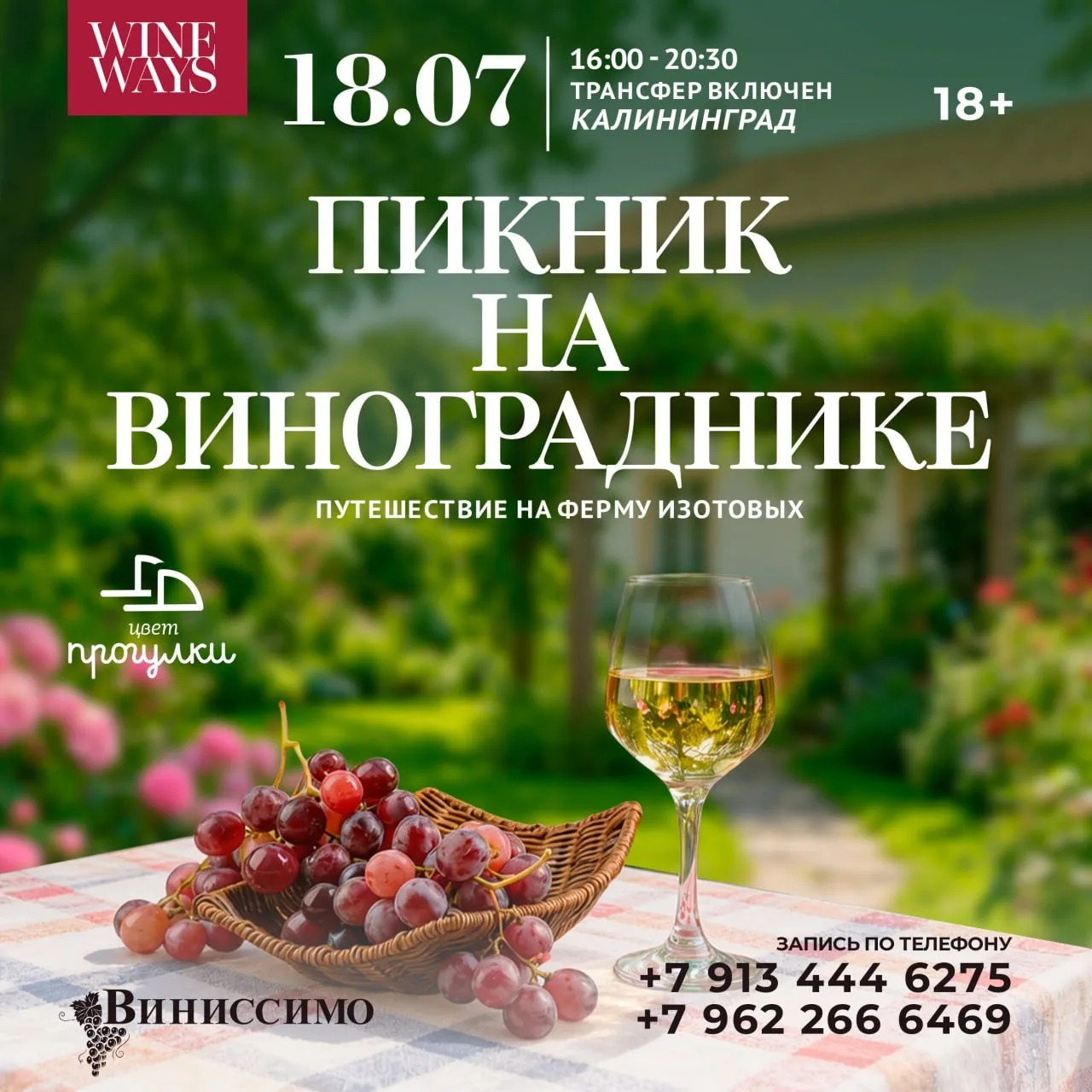 Афиша события «ПИКНИК НА ВИНОГРАДНИКЕ»